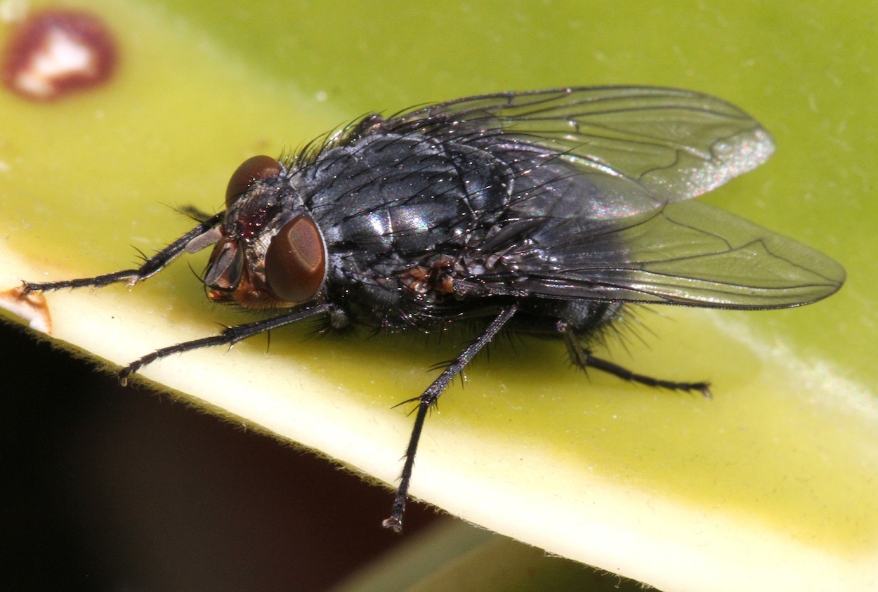 Calliphora vicina ♀ (Calliphoridae)